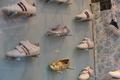 Ein paar Kinder-Sportschuhe um 140 Euro....