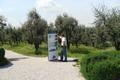Sirmione