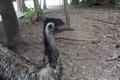 Emu